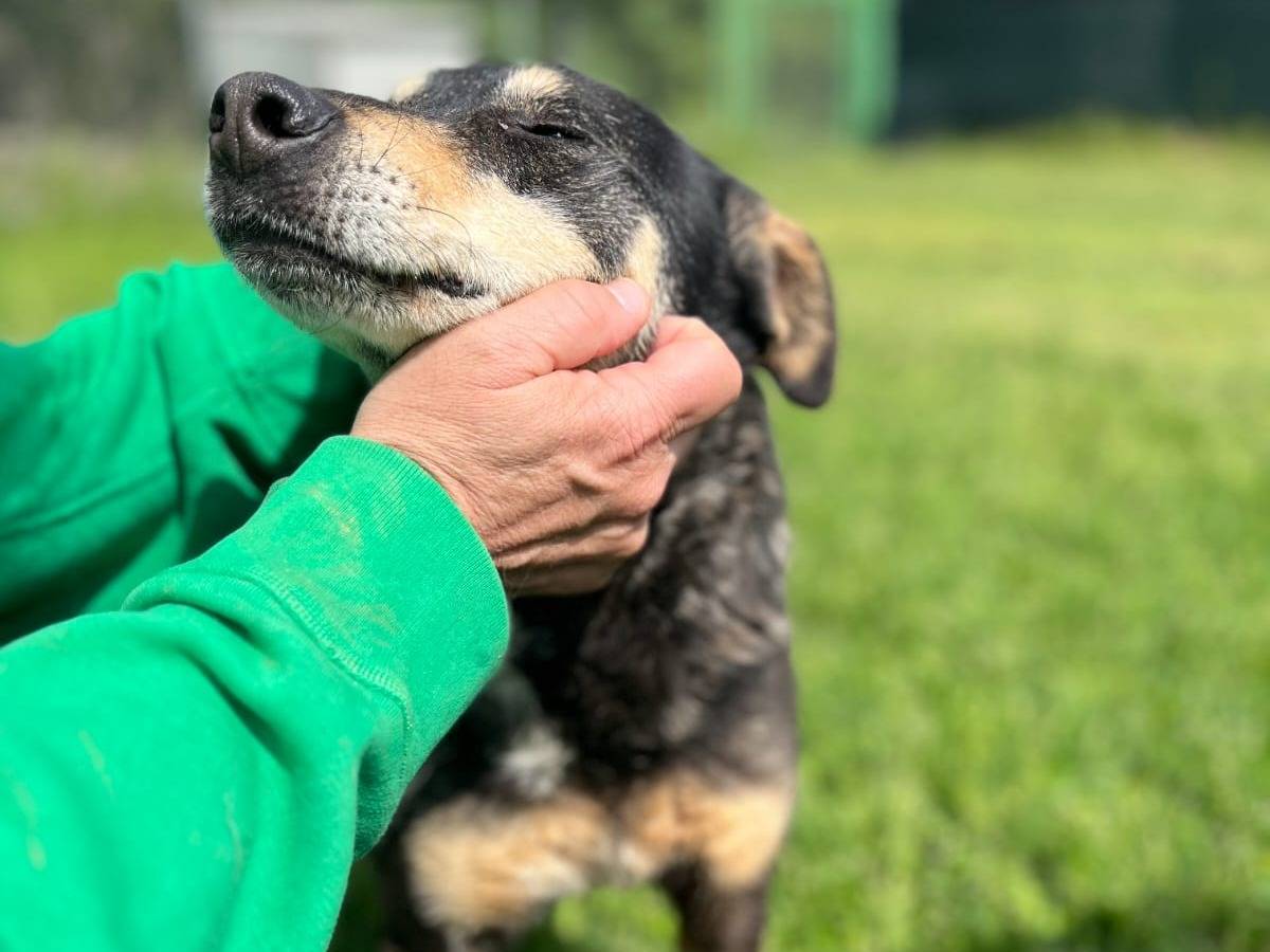 Adotta un cane, taglia media, maschio, Frosinone