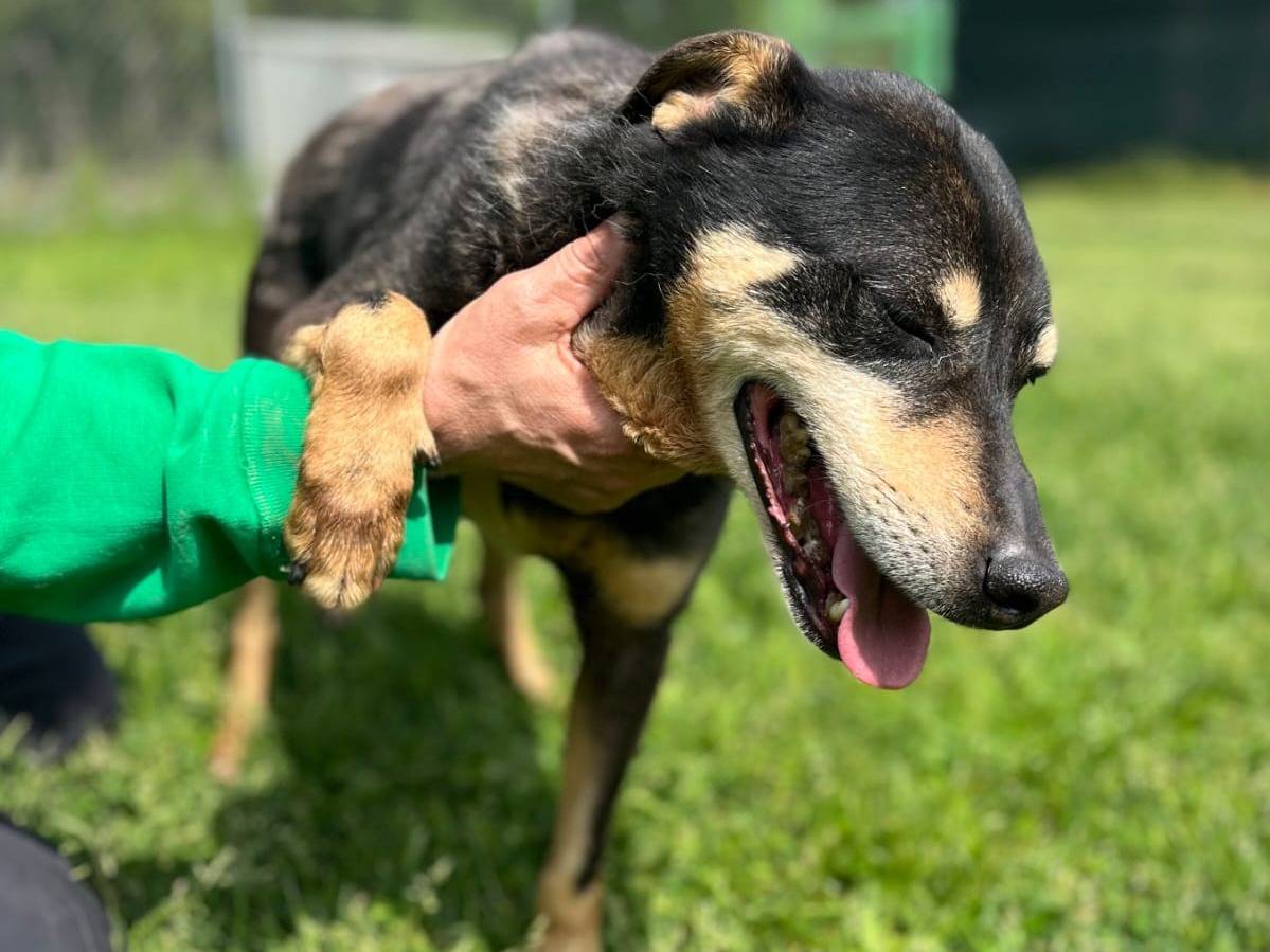 Vuoi adottare un cane a Frosinone?
