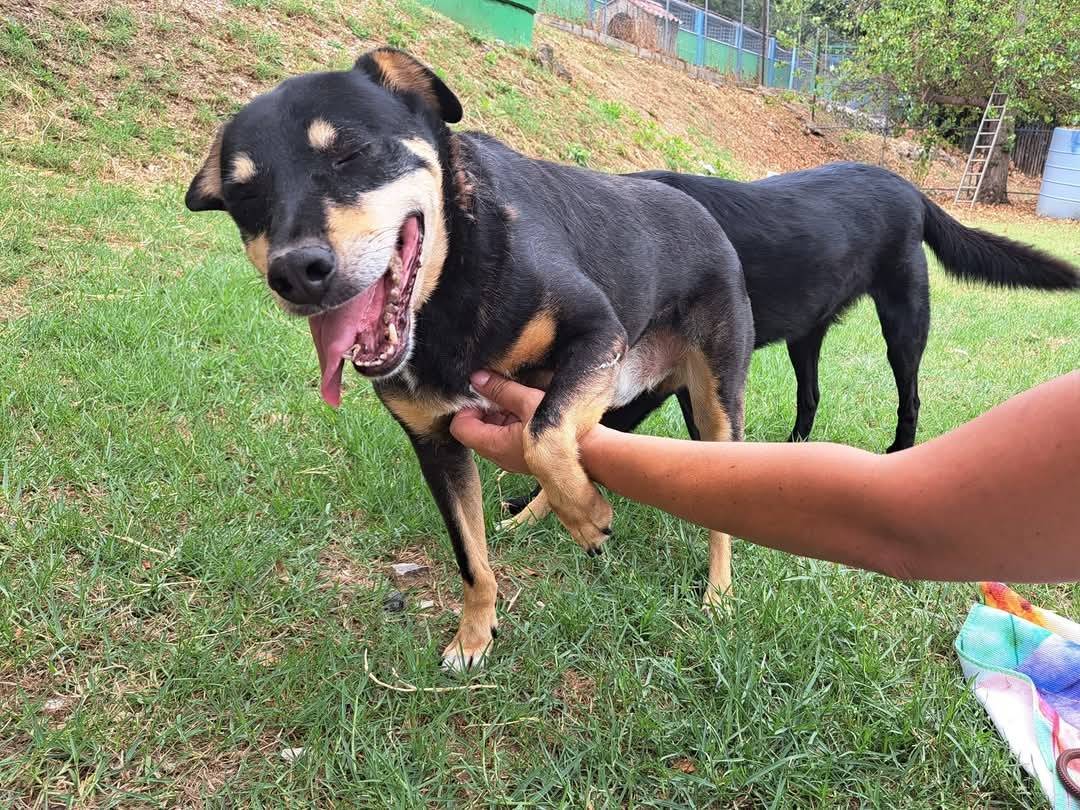 Adotta il cane Ginetto a Frosinone