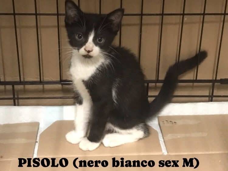 Foto 2 dell'animale