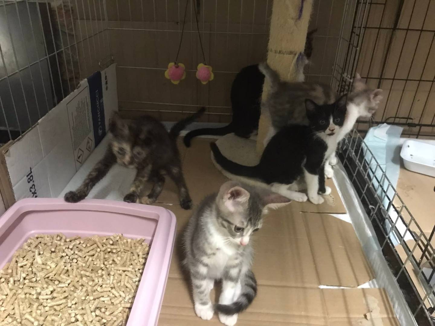 Vuoi adottare un gatto a Latina?