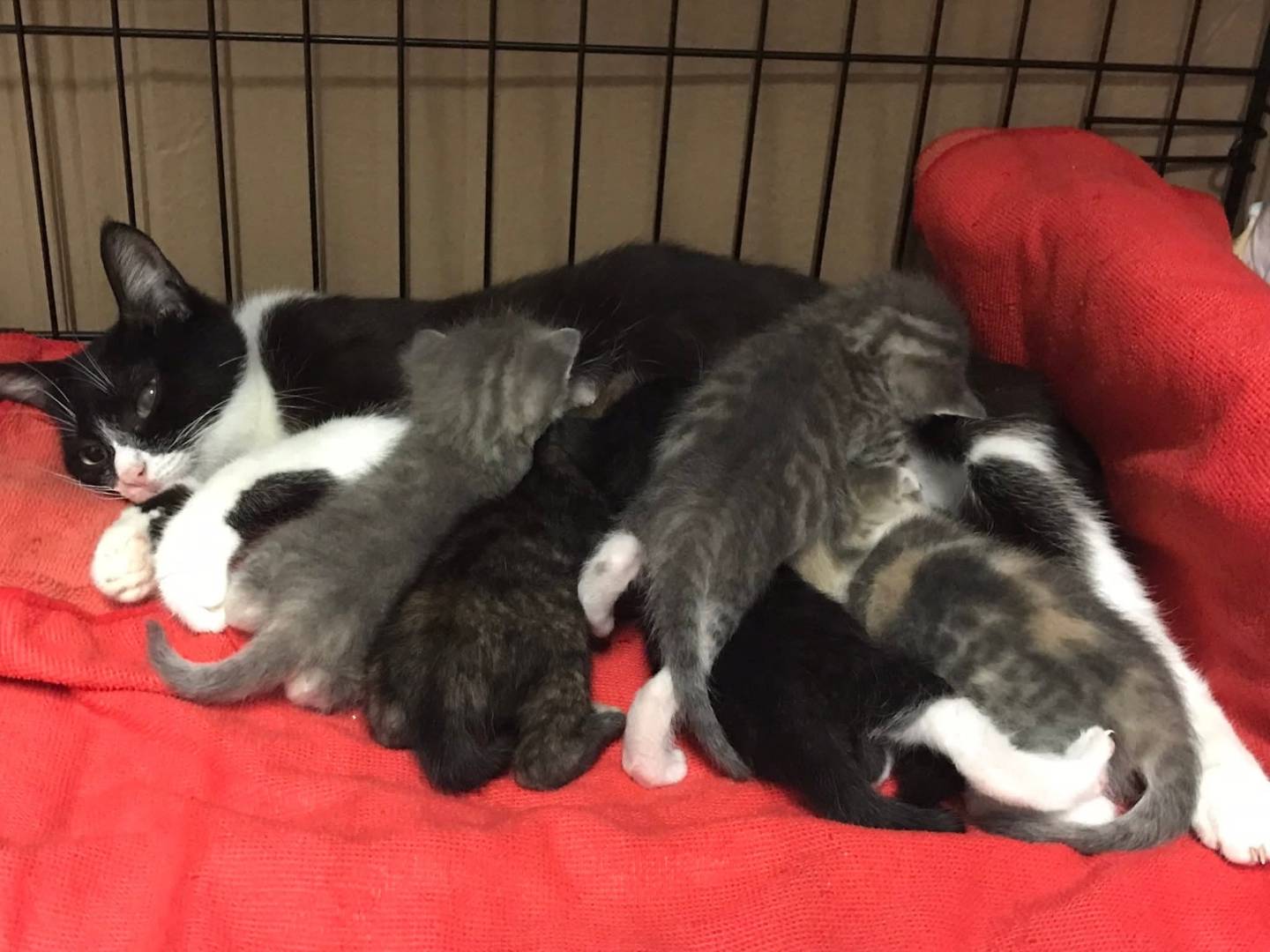 Adozione gatto, femmina, Razza sconosciuta Razza sconosciuta, 2 mesi, taglia non valida, Latina