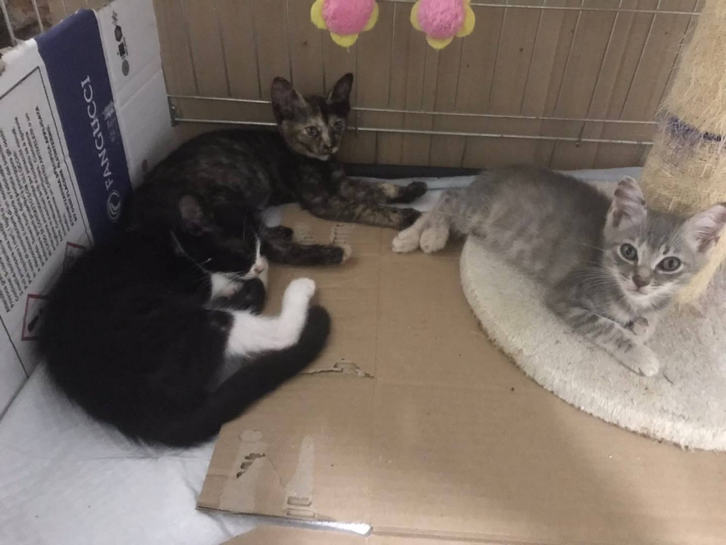 Adotta un gatto, femmina, 2 mesi, Latina