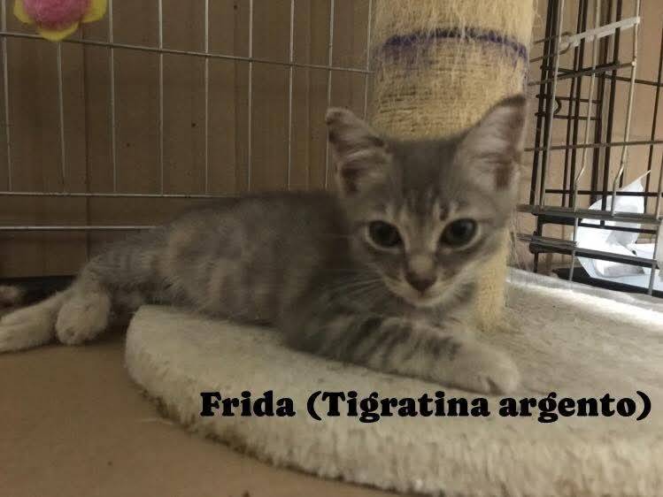 Adotta un gatto, taglia non valida, femmina, Latina