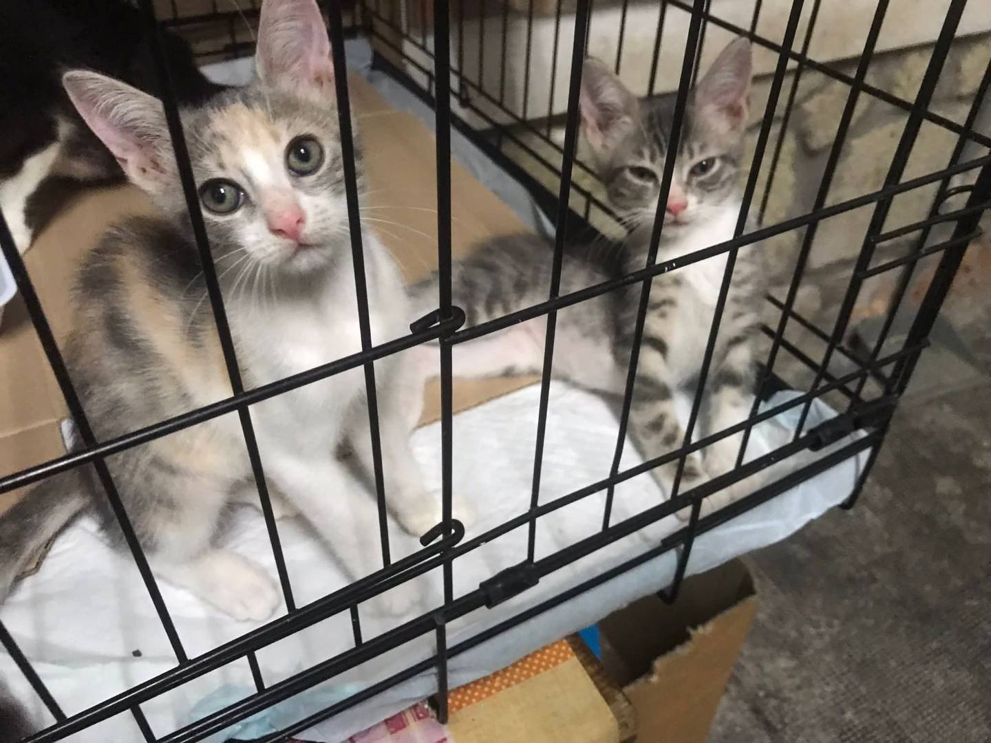 Adozione gatto, femmina, Razza sconosciuta Razza sconosciuta, 2 mesi, taglia non valida, Latina