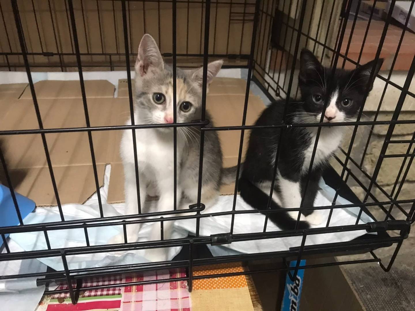 Adotta un gatto, femmina, 2 mesi, Latina