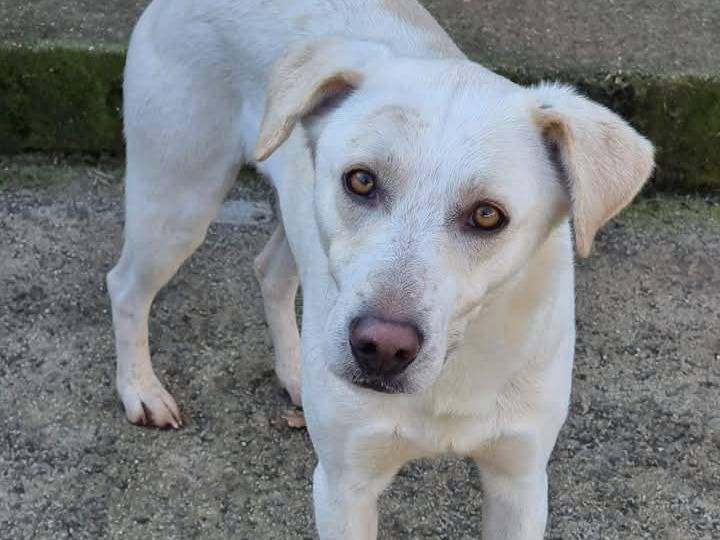 Adotta il cane Blanco a Latina