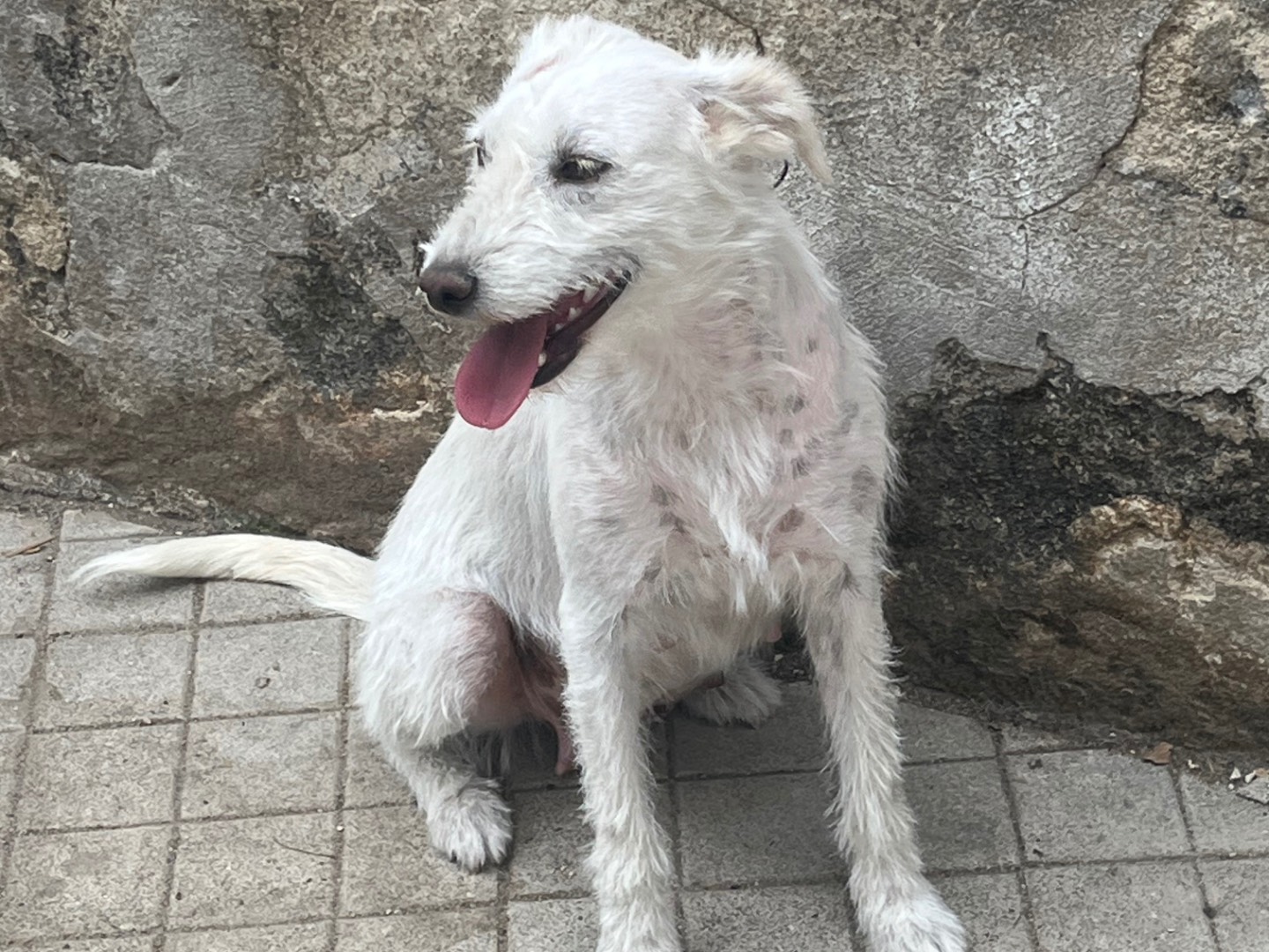 Adozione cane, femmina, Razza sconosciuta Razza sconosciuta, 3 anni, taglia media contenuta, Avellino