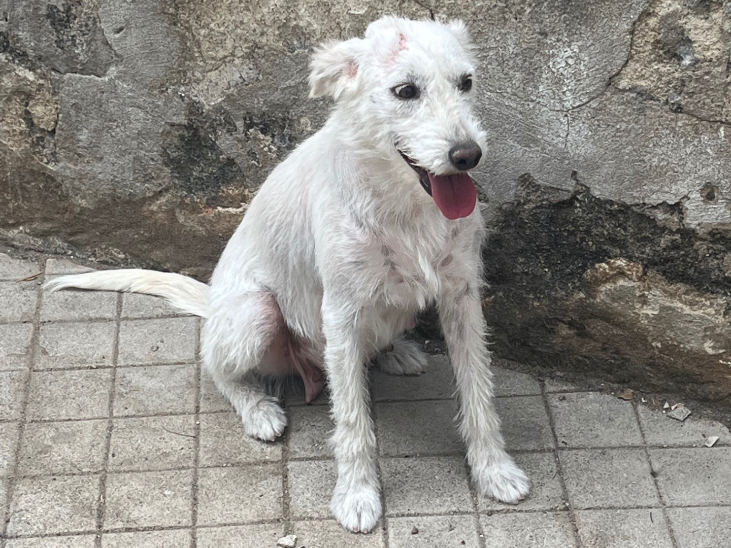 Adotta un cane, taglia media contenuta, femmina, Avellino