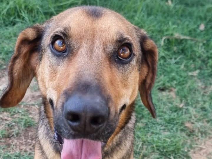 Adozione cane, maschio, Razza sconosciuta Razza sconosciuta, 2 anni e 10 mesi, taglia media, Latina