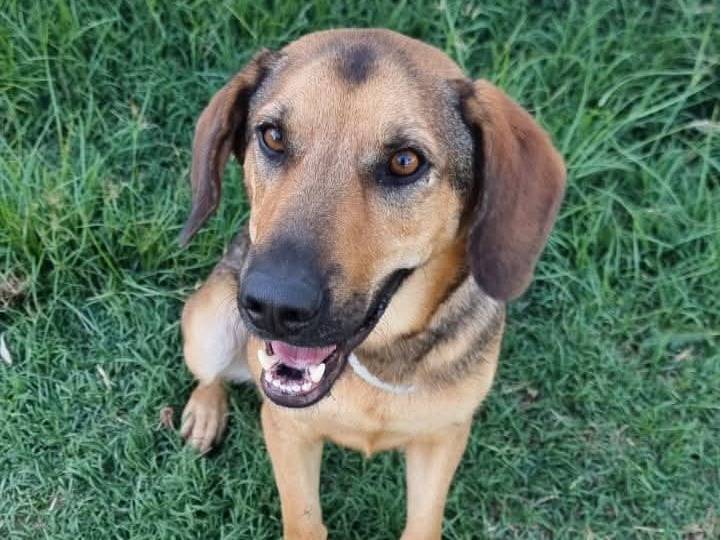 Adotta un cane, maschio, 2 anni e 10 mesi, Latina