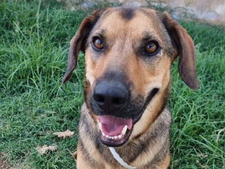 Adotta un cane, taglia media, maschio, Latina
