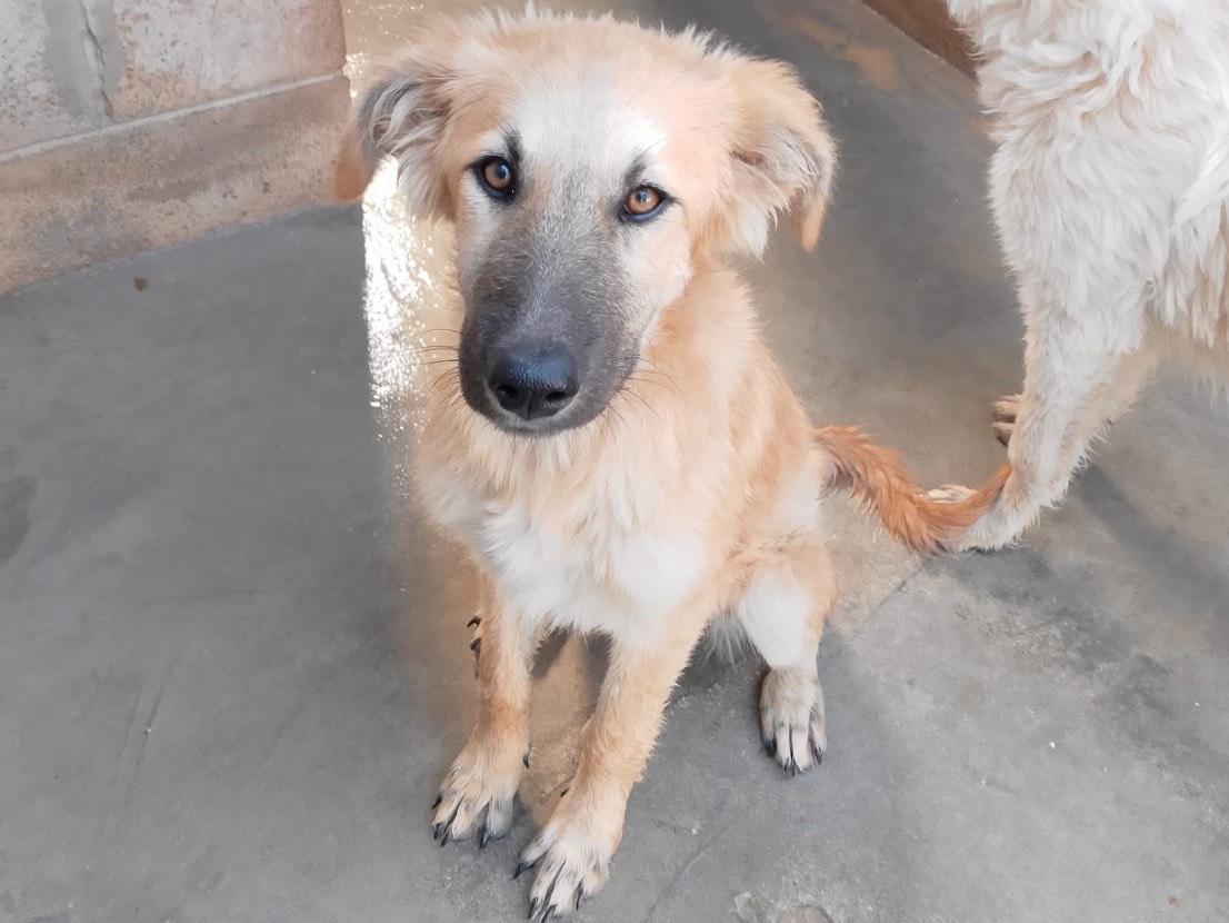 Adotta un cane, taglia media, femmina, Roma