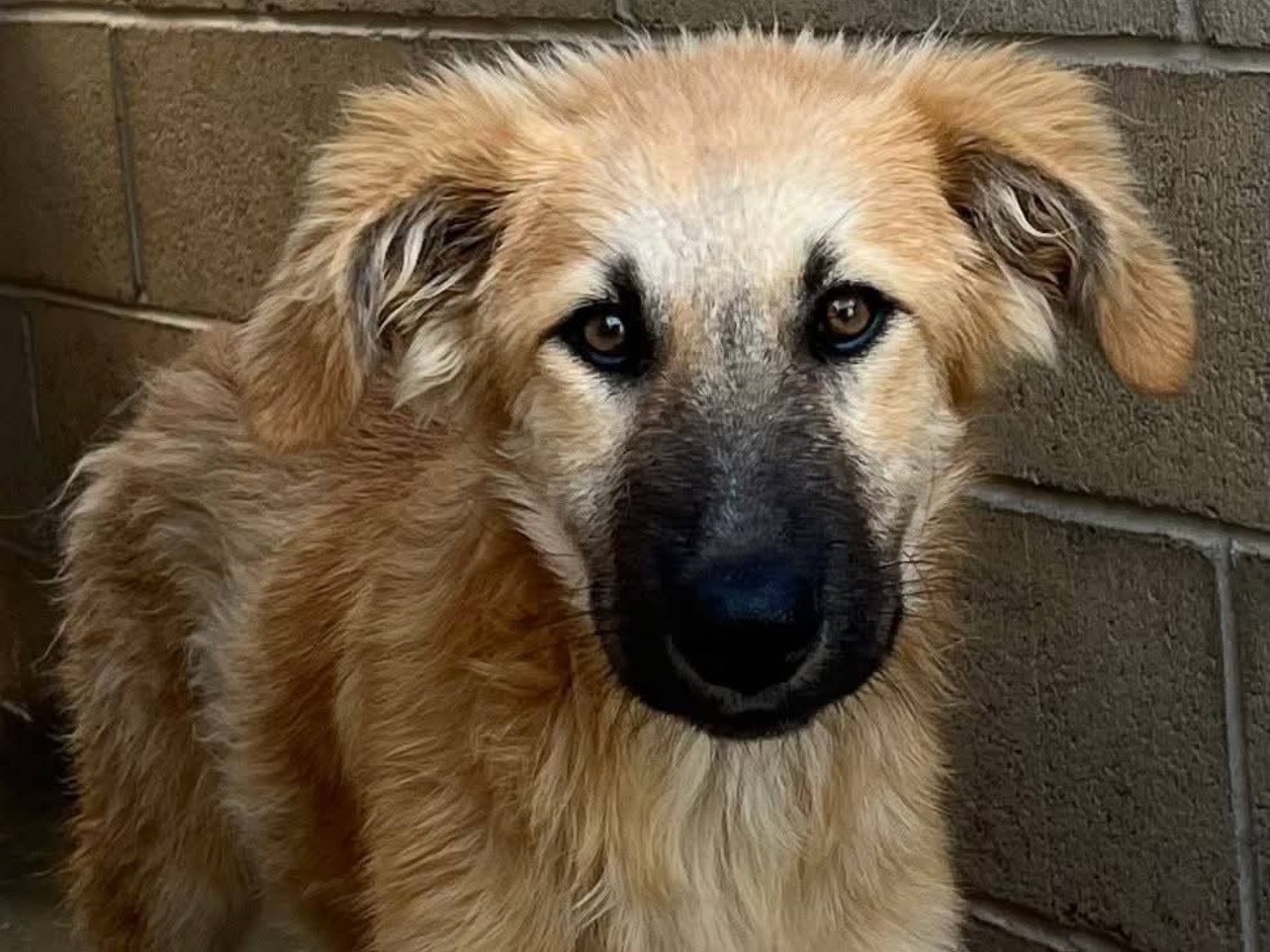 Adotta il cane Fulvia a Roma