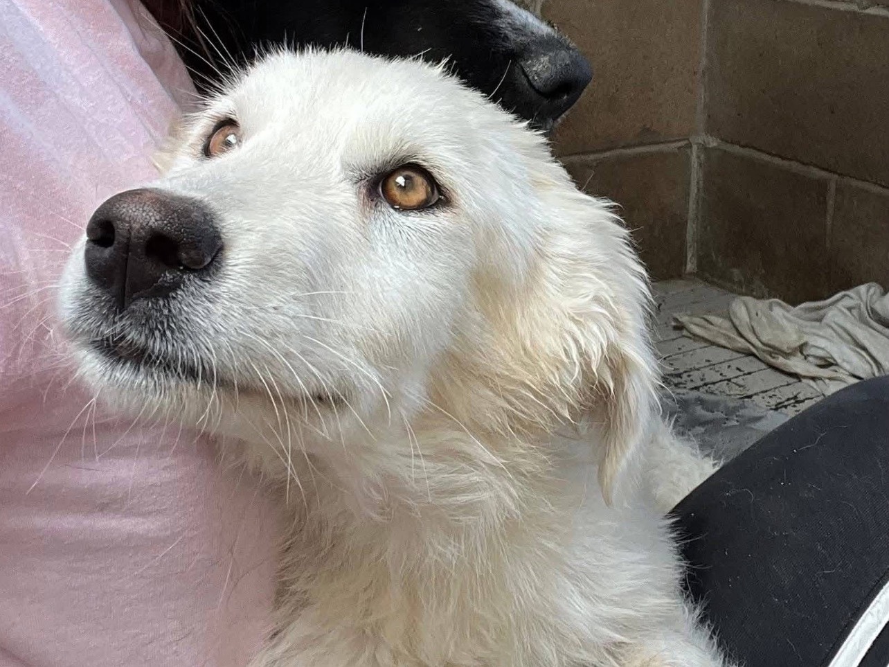 Adozione cane, femmina, Razza sconosciuta Razza sconosciuta, 5 mesi, taglia media, Roma