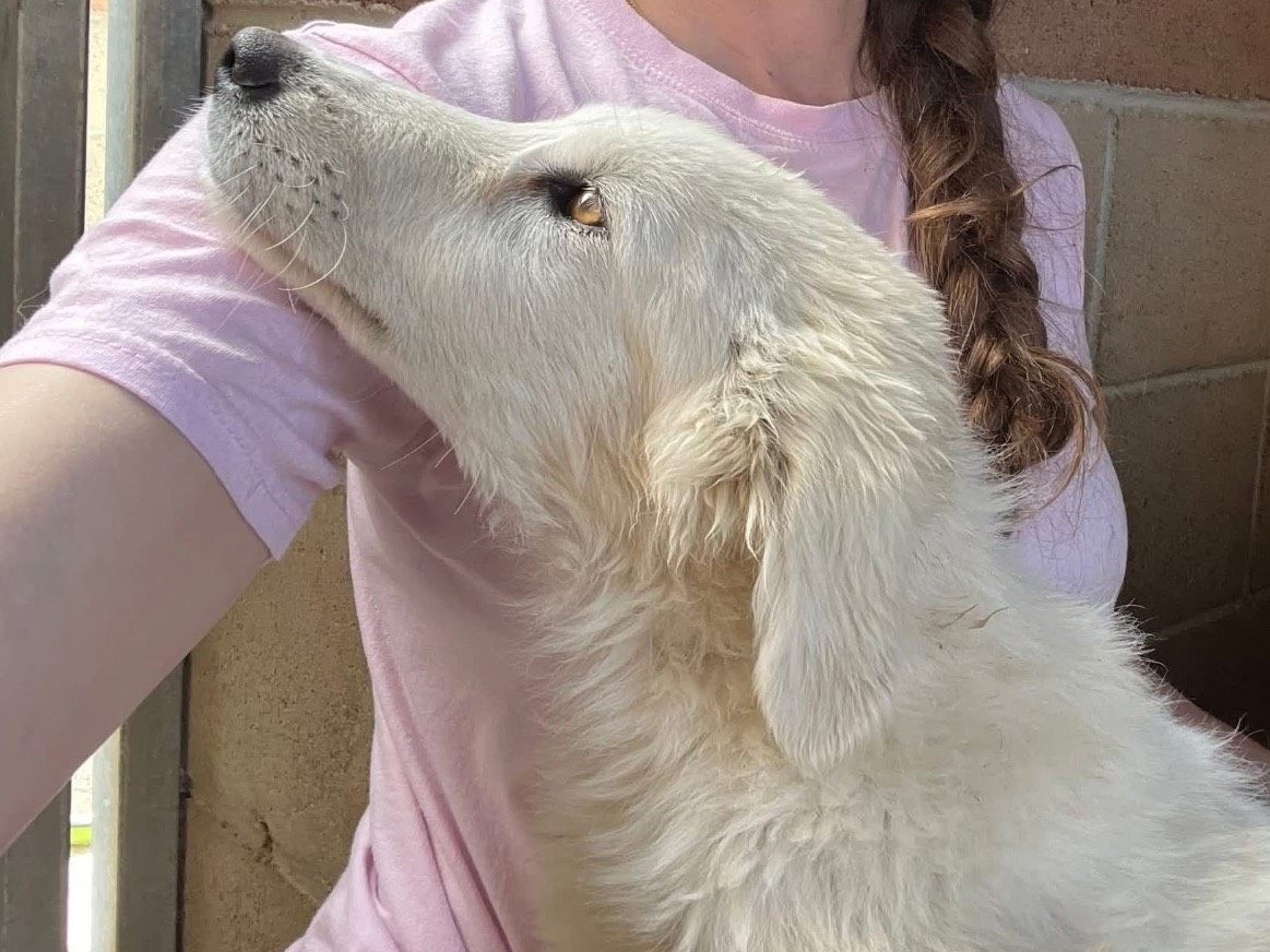 Vuoi adottare un cane a Roma?