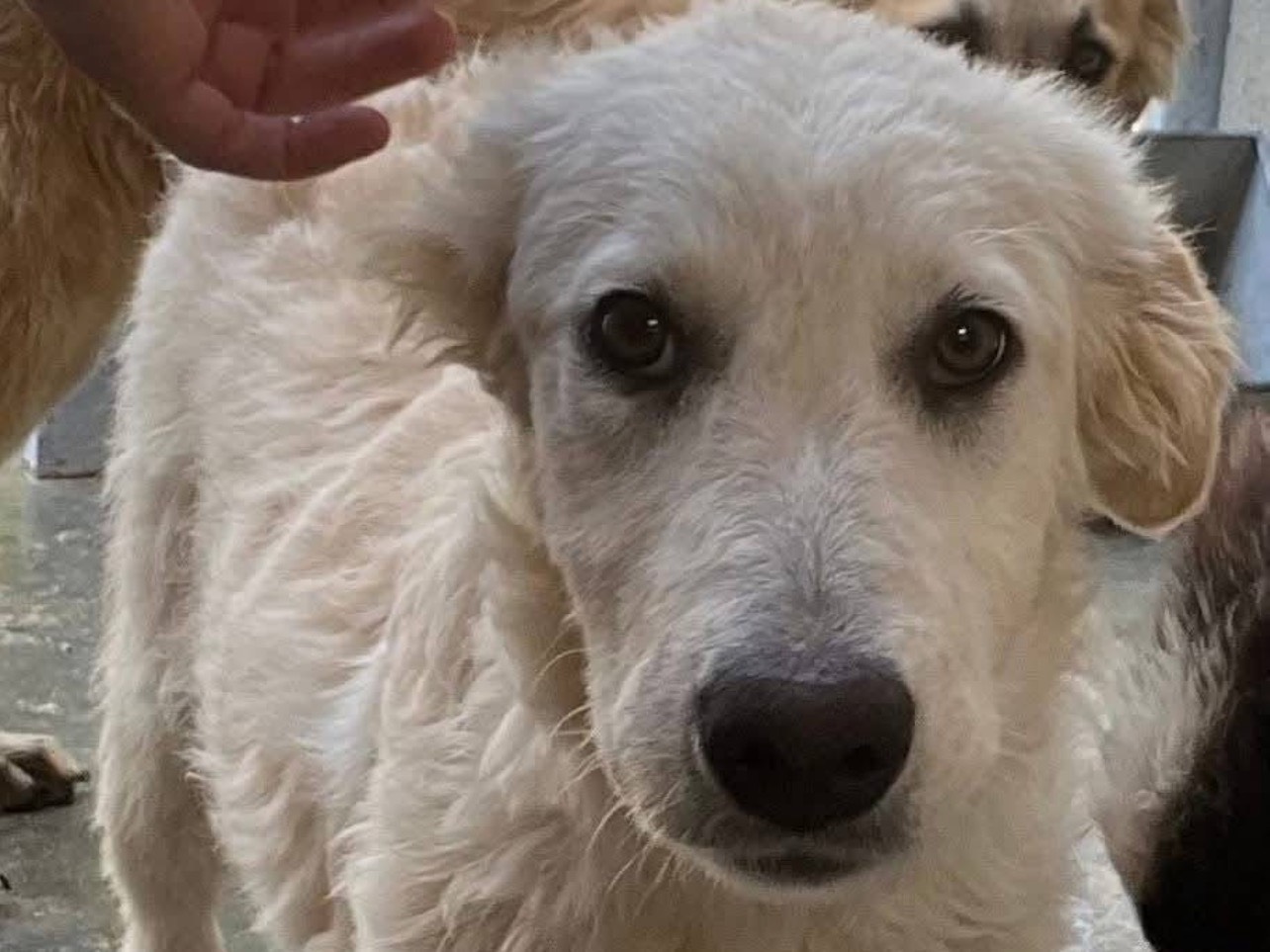Adozione cane, femmina, Razza sconosciuta Razza sconosciuta, 5 mesi, taglia media, Roma