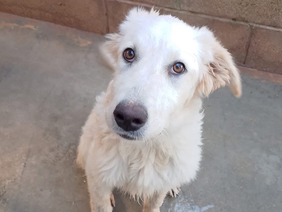 Adotta un cane, femmina, 5 mesi, Roma