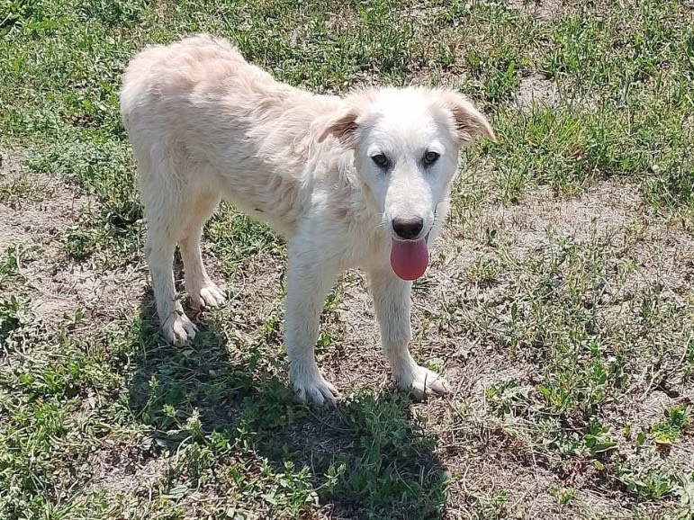 Adotta un cane, taglia media, femmina, Roma