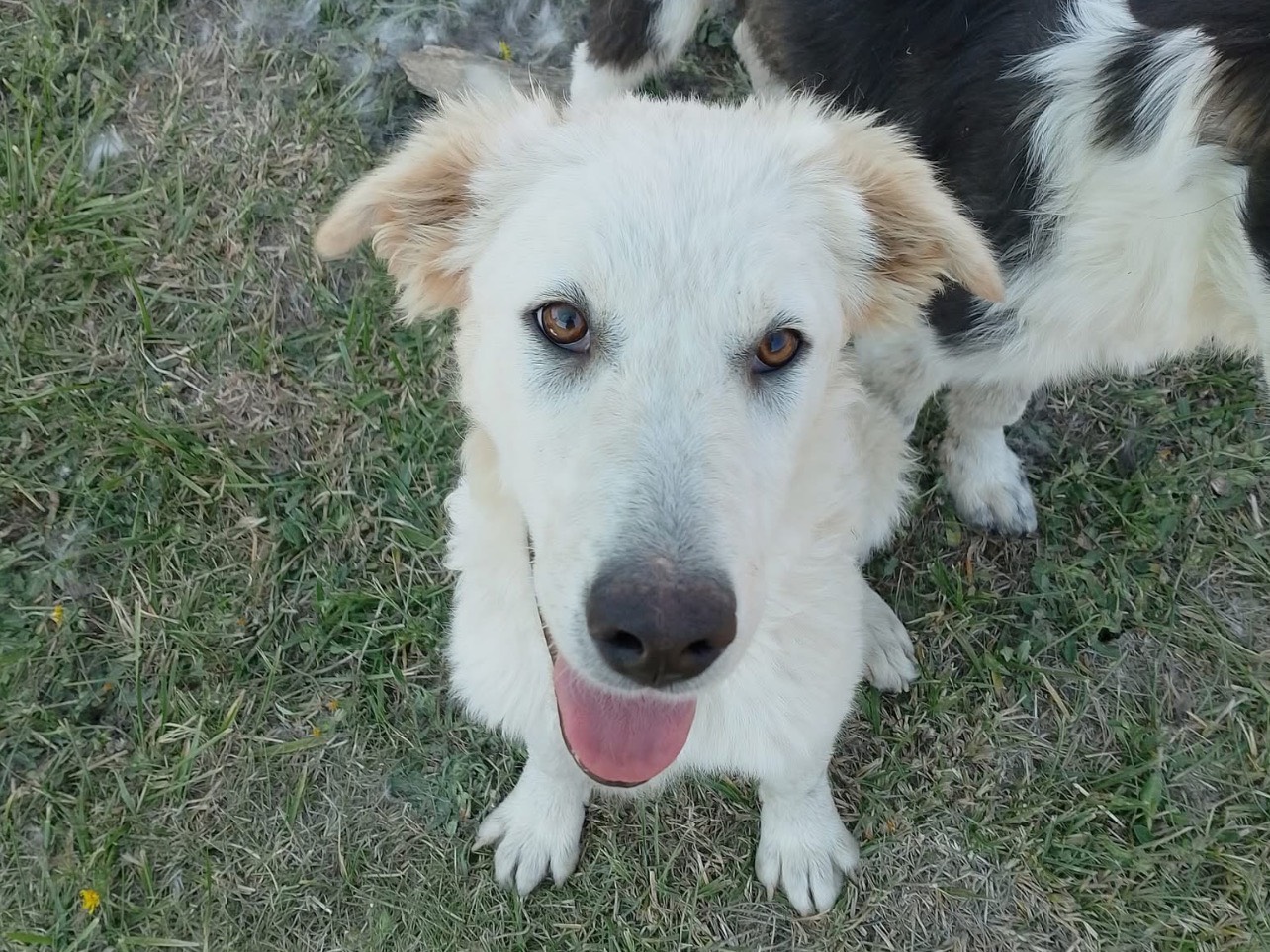 Vuoi adottare un cane a Roma?