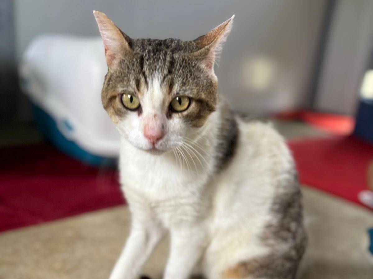 Adozione gatto, maschio, Razza sconosciuta Razza sconosciuta, 5 anni e 3 mesi, taglia non valida, Pisa