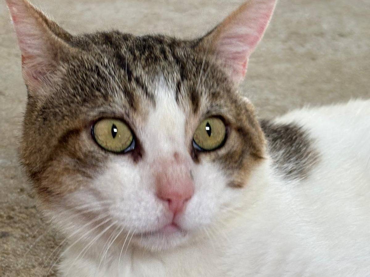 Adotta un gatto, maschio, 5 anni e 3 mesi, Pisa
