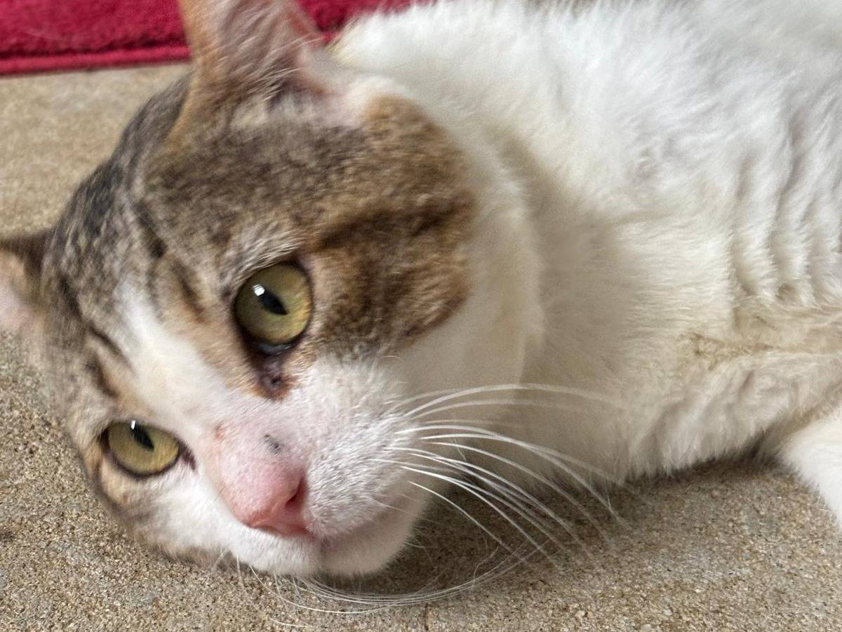 Adotta un gatto, taglia non valida, maschio, Pisa