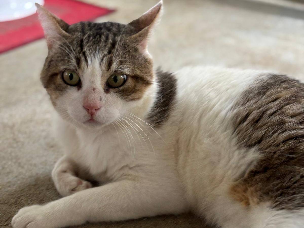 Vuoi adottare un gatto a Pisa?
