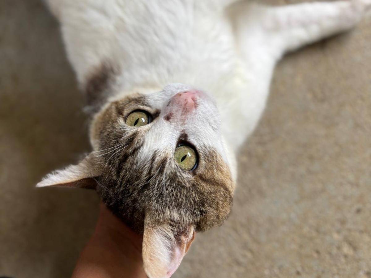 Adotta il gatto Ernesto  a Pisa