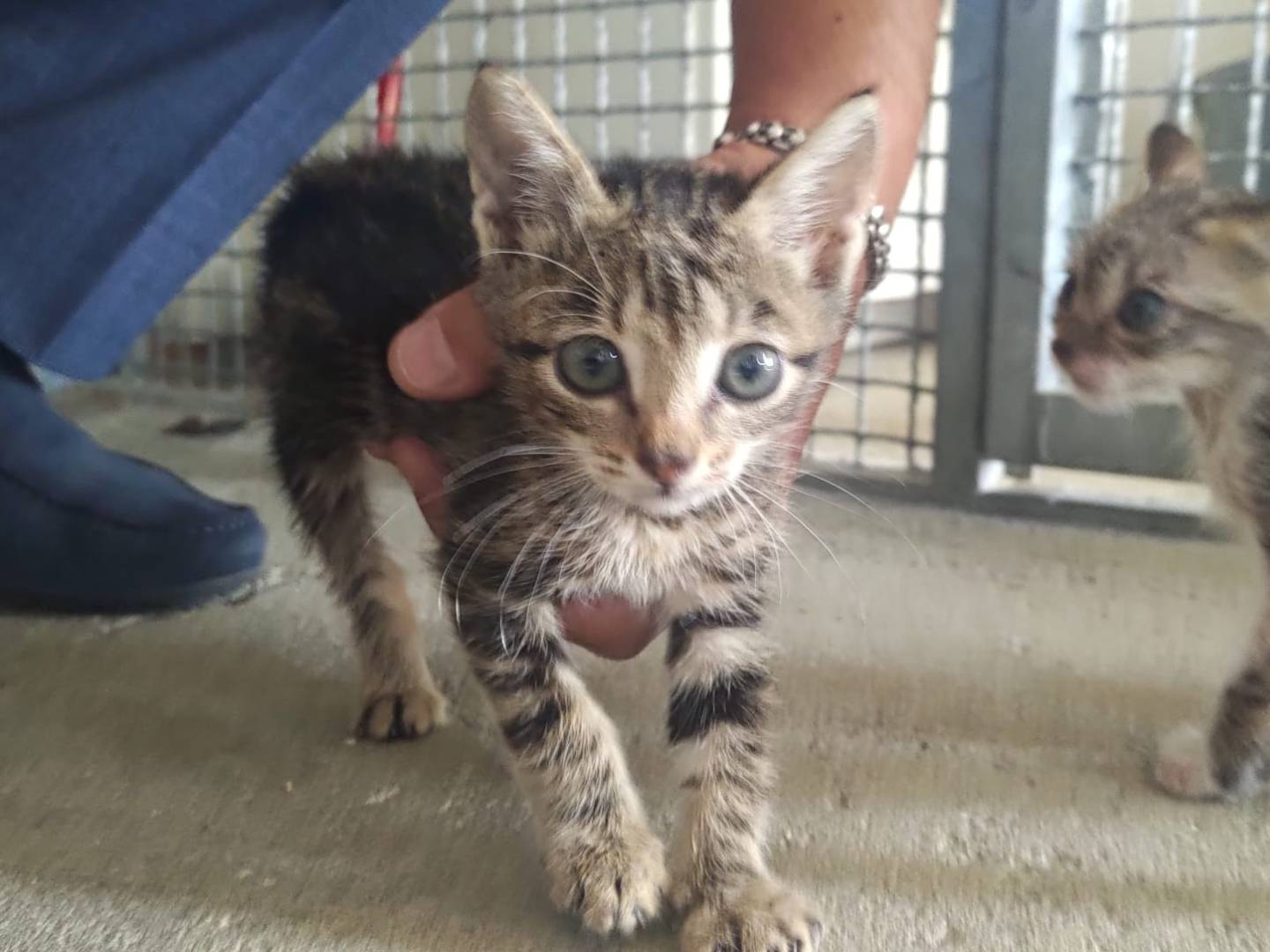Adozione gatto, femmina, Razza sconosciuta Razza sconosciuta, 2 mesi, taglia non valida, Pisa