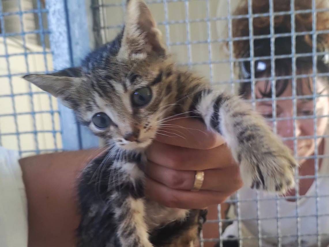 Adozione gatto, femmina, Razza sconosciuta Razza sconosciuta, 2 mesi, taglia non valida, Pisa