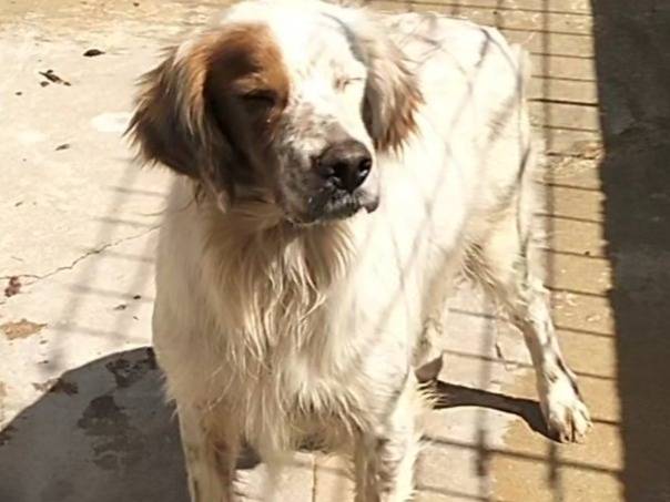 Adotta un cane, maschio, 3 anni e 7 mesi, Frosinone