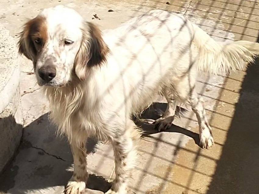 Adotta un cane, taglia media, maschio, Frosinone