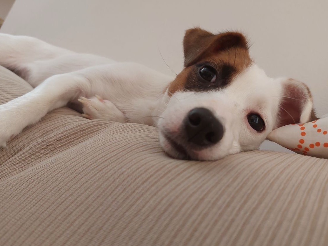 Adozione cane, femmina, Jack Russell Terrier Razza sconosciuta, 3 anni e 3 mesi, taglia piccola, Chieti