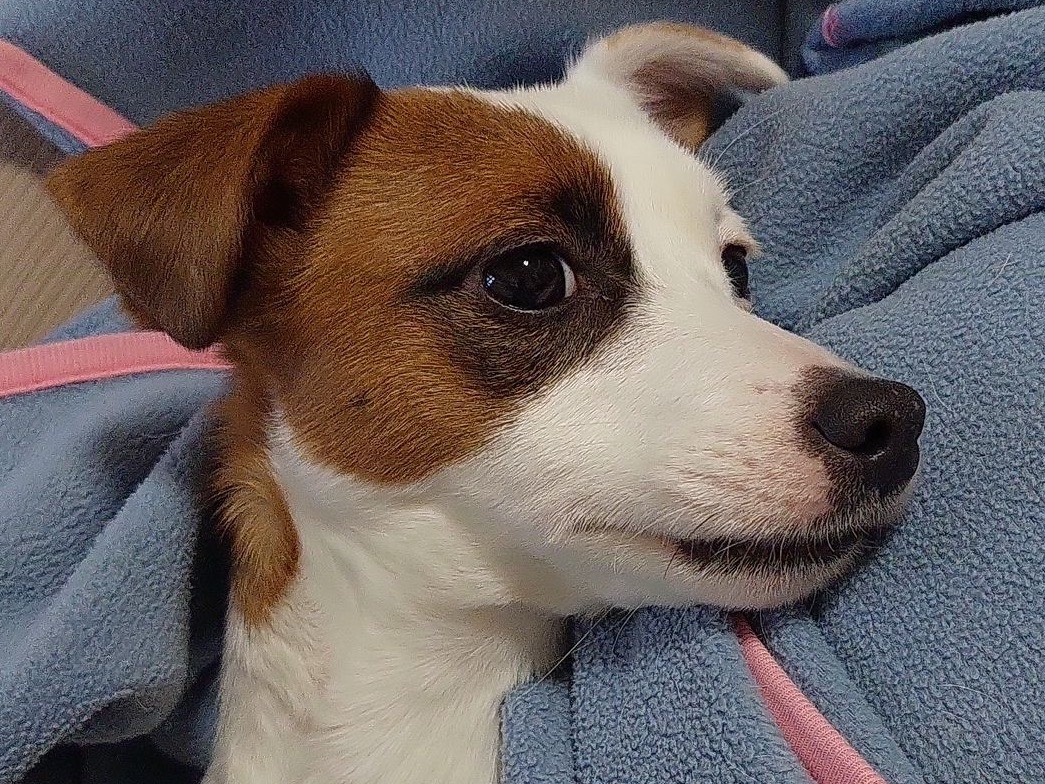 Adotta un cane, femmina, 3 anni e 3 mesi, Chieti