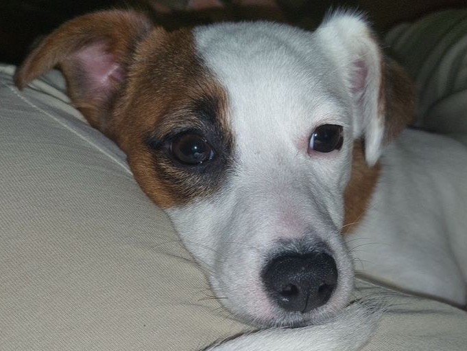 Adotta un cane, taglia piccola, femmina, Chieti