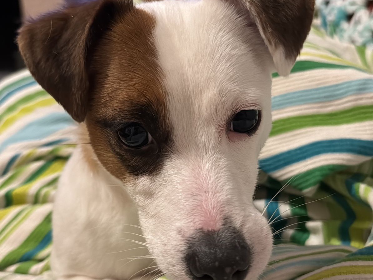 Vuoi adottare un cane a Chieti?