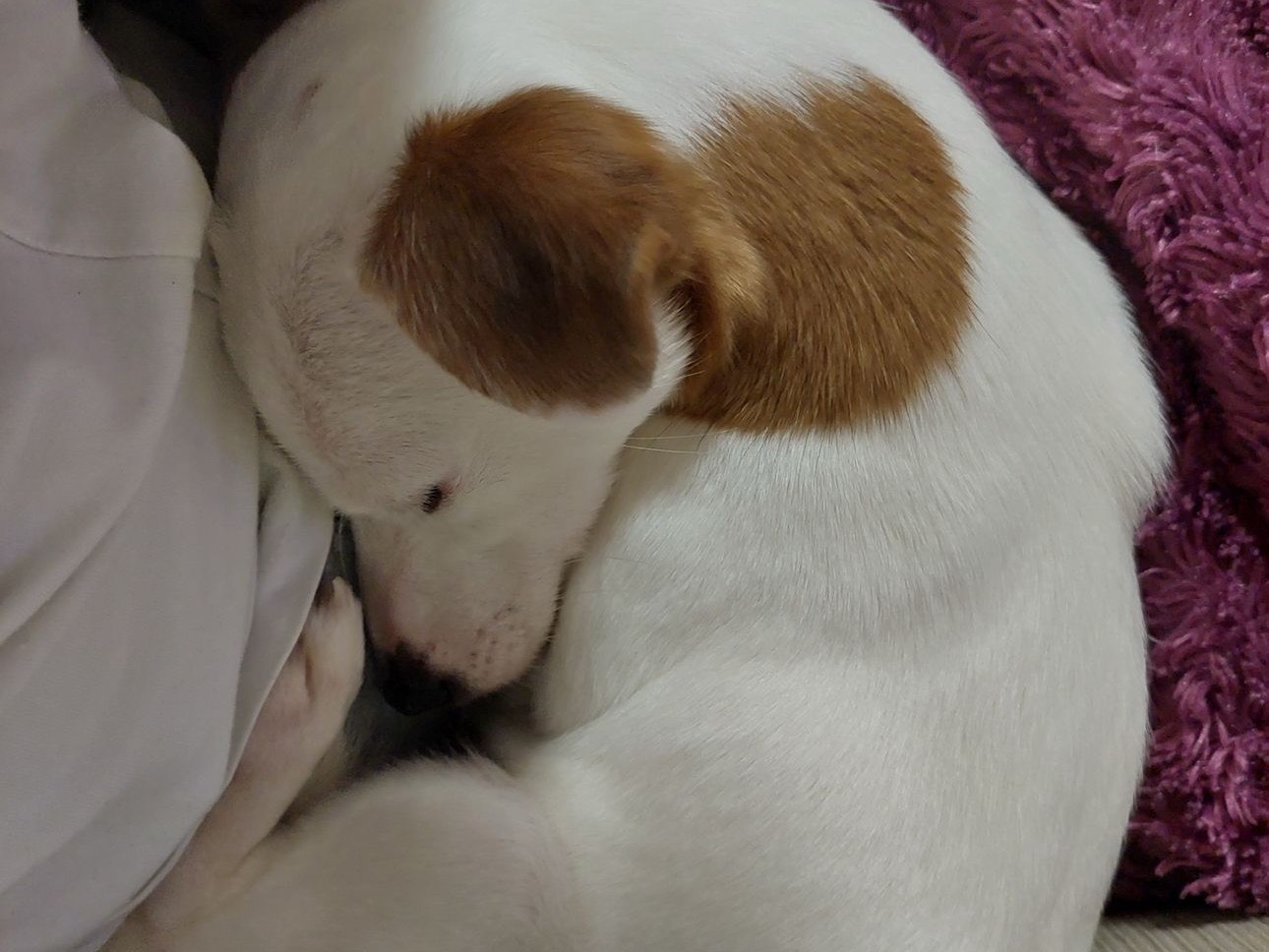 Adotta il cane ZOE a Chieti