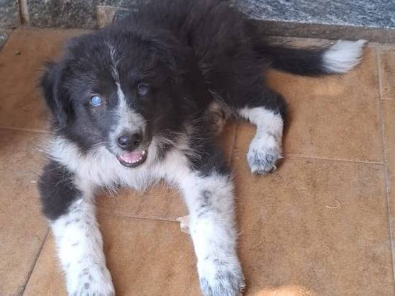 Adozione cane, femmina, Border Collie Razza sconosciuta, 2 mesi, taglia media, Varese