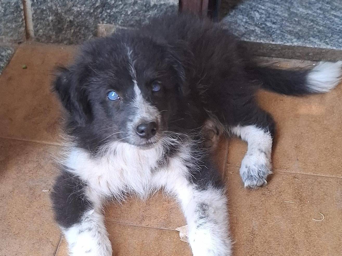 Adotta un cane, femmina, 2 mesi, Varese