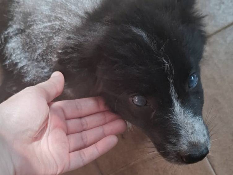 Adotta un cane, taglia media, femmina, Varese