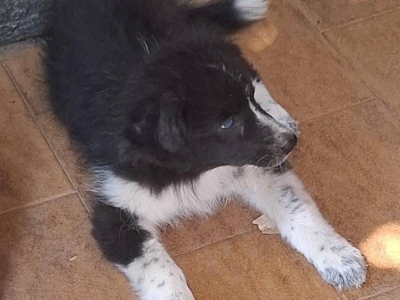 Vuoi adottare un cane a Varese?
