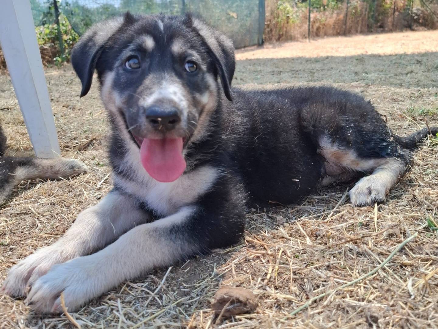 Adozione cane, femmina, Razza sconosciuta Razza sconosciuta, 1 mesi, taglia media, Bari
