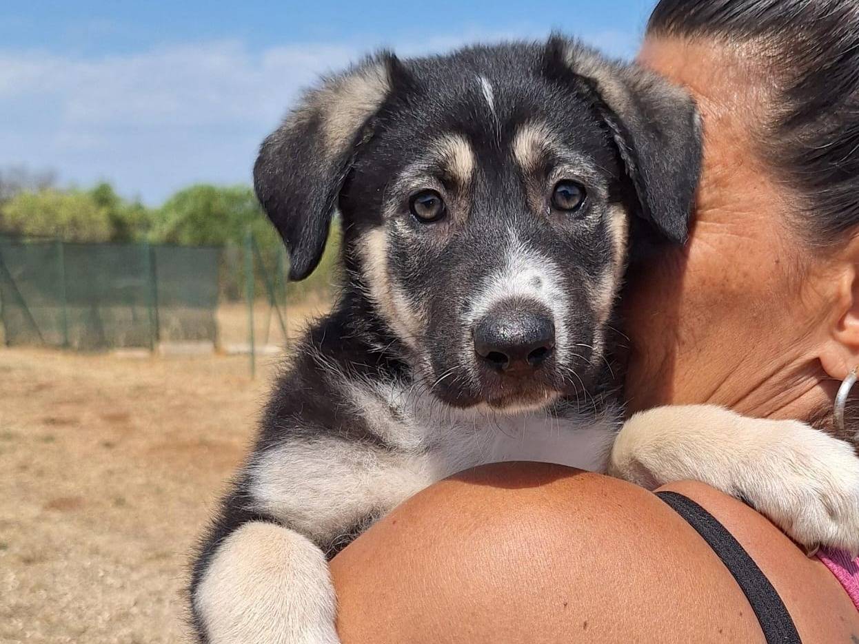 Adotta un cane, femmina, 1 mesi, Bari