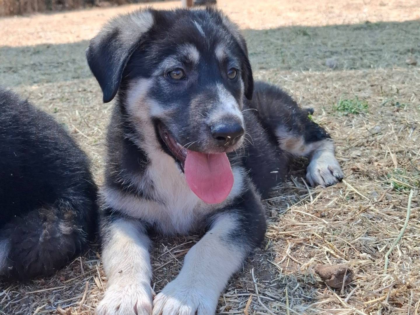 Adotta un cane, taglia media, femmina, Bari