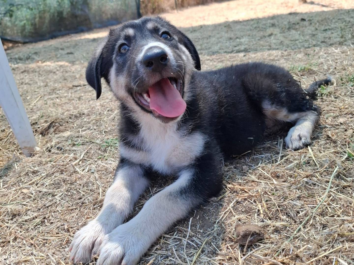 Vuoi adottare un cane a Bari?