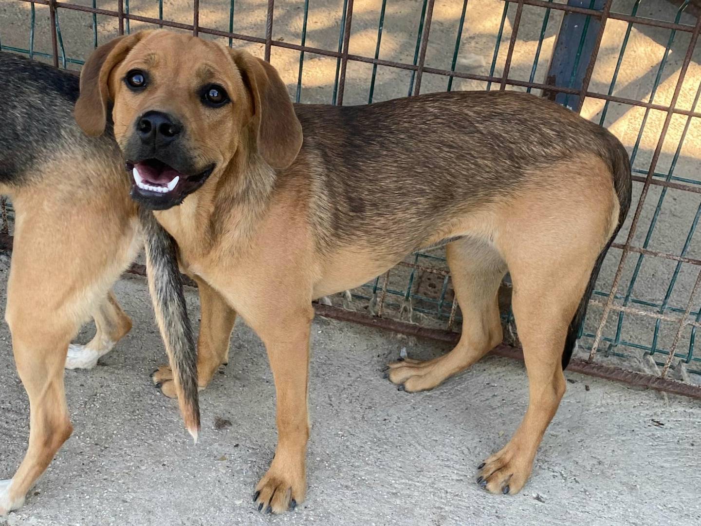 Adozione cane, femmina, Razza sconosciuta Razza sconosciuta, 6 mesi, taglia media contenuta, Teramo