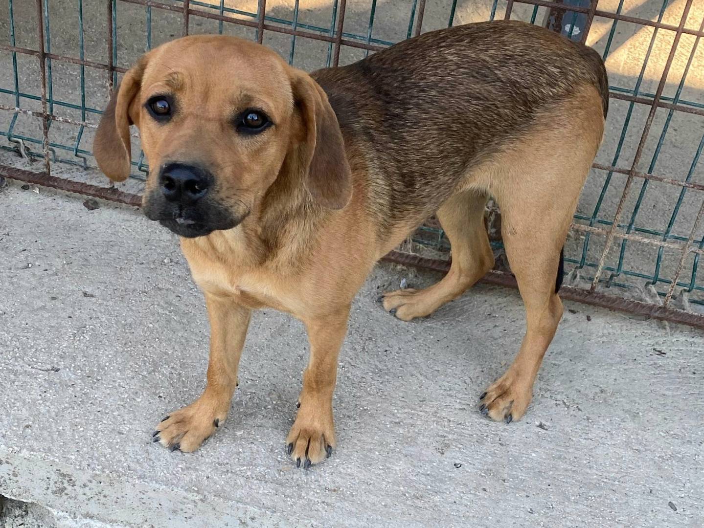 Adotta un cane, femmina, 6 mesi, Teramo