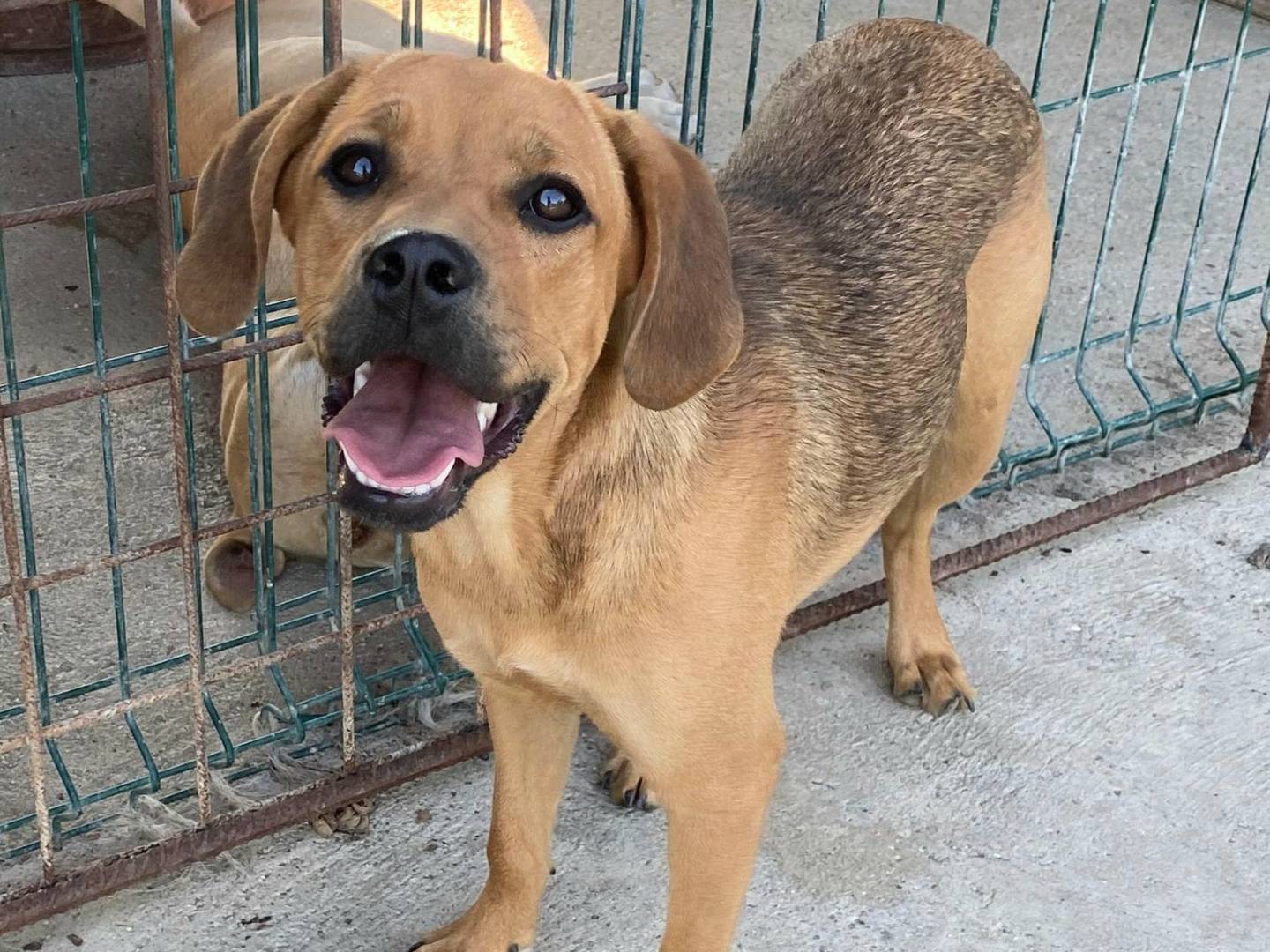 Adotta un cane, taglia media contenuta, femmina, Teramo