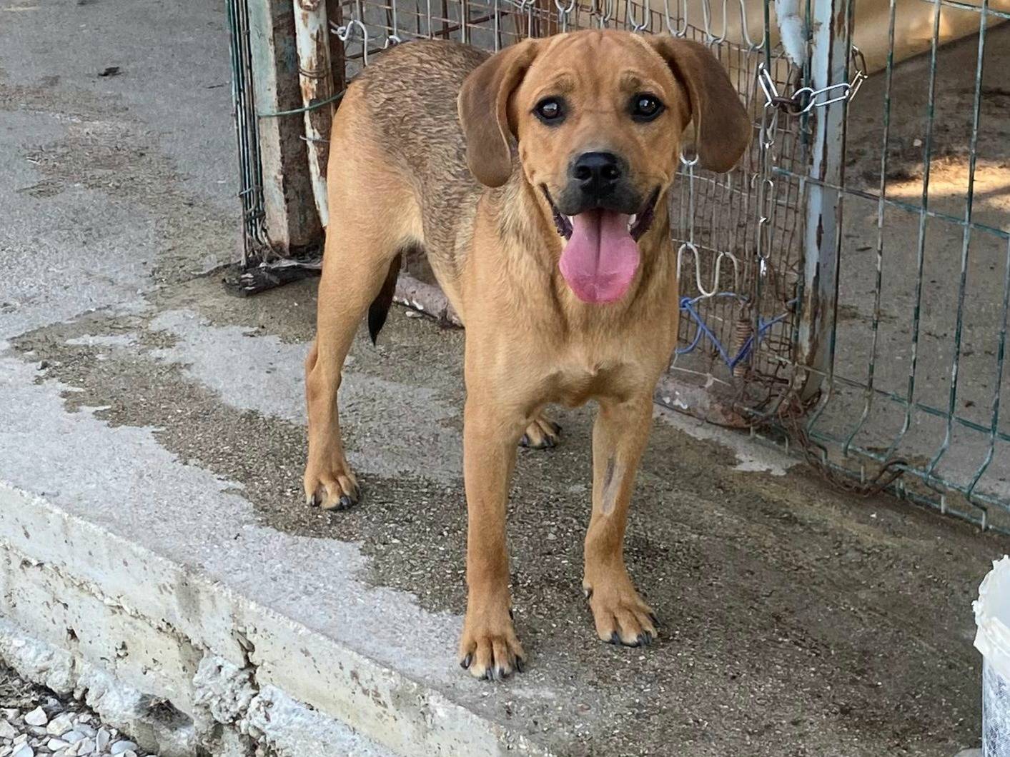 Vuoi adottare un cane a Teramo?